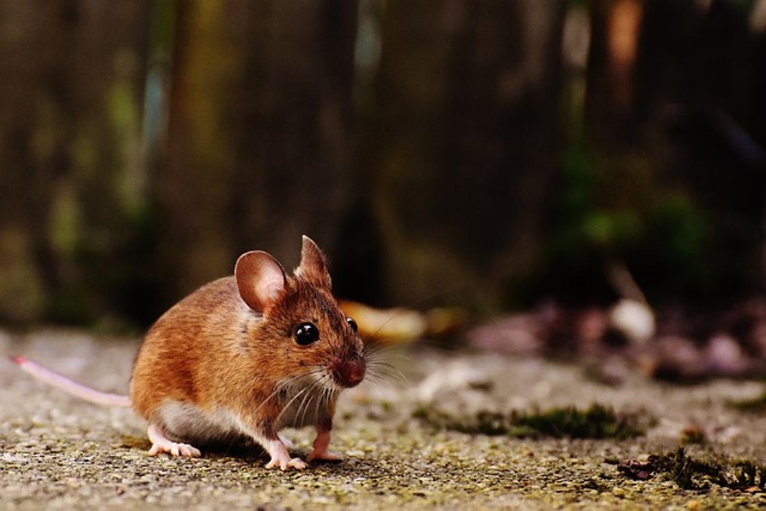 Comment réparer lorsque le défilement de votre souris ne fonctionne pas